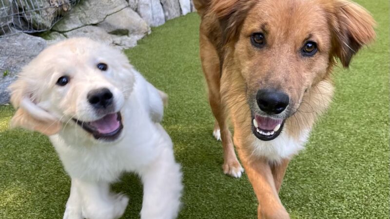 Westchester K-9 - Serving Westchester, Putnam, CT, NYC - Carmel Hamlet, NY