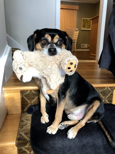 Westchester K-9 - Serving Westchester, Putnam, CT, NYC - Carmel Hamlet, NY