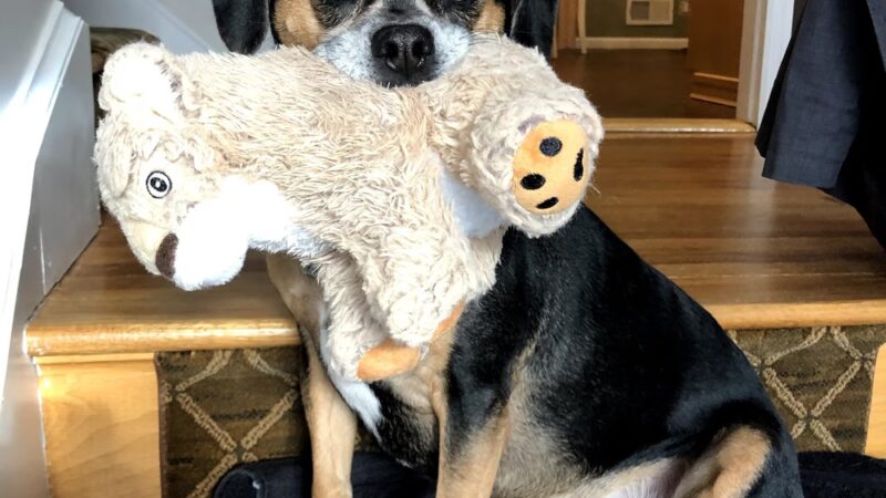 Westchester K-9 - Serving Westchester, Putnam, CT, NYC - Carmel Hamlet, NY