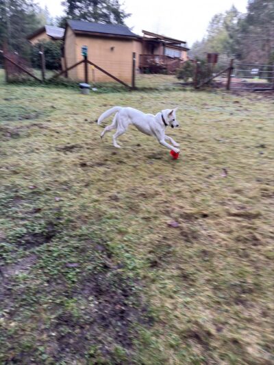 Tolt Tail-Waggin Sniffspot - Private Dog Park rental - Carnation, WA