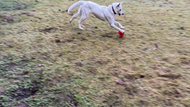 Tolt Tail-Waggin Sniffspot - Private Dog Park rental - Carnation, WA