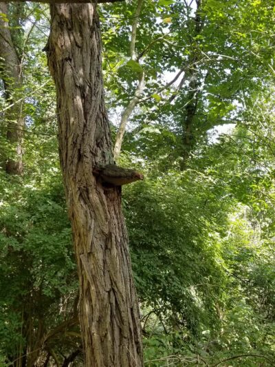 Kane Woods Nature Area - Scrubgrass Run Trailhead - Carnegie, PA