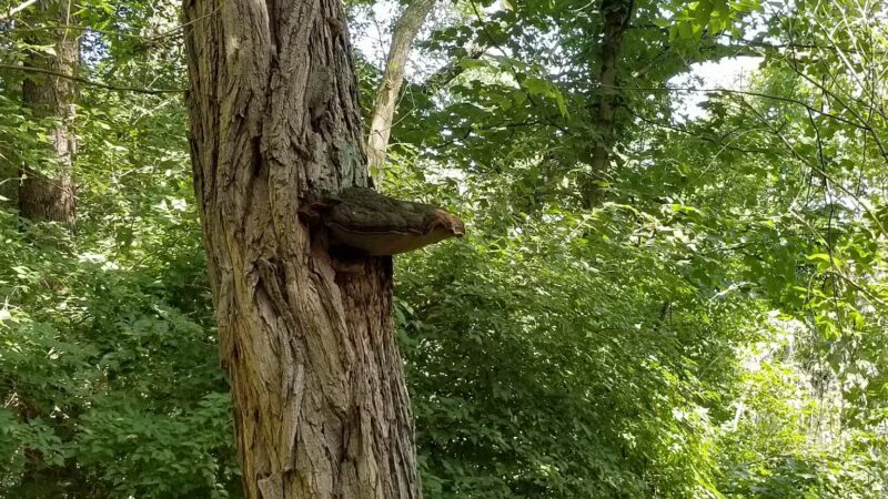 Kane Woods Nature Area - Scrubgrass Run Trailhead - Carnegie, PA