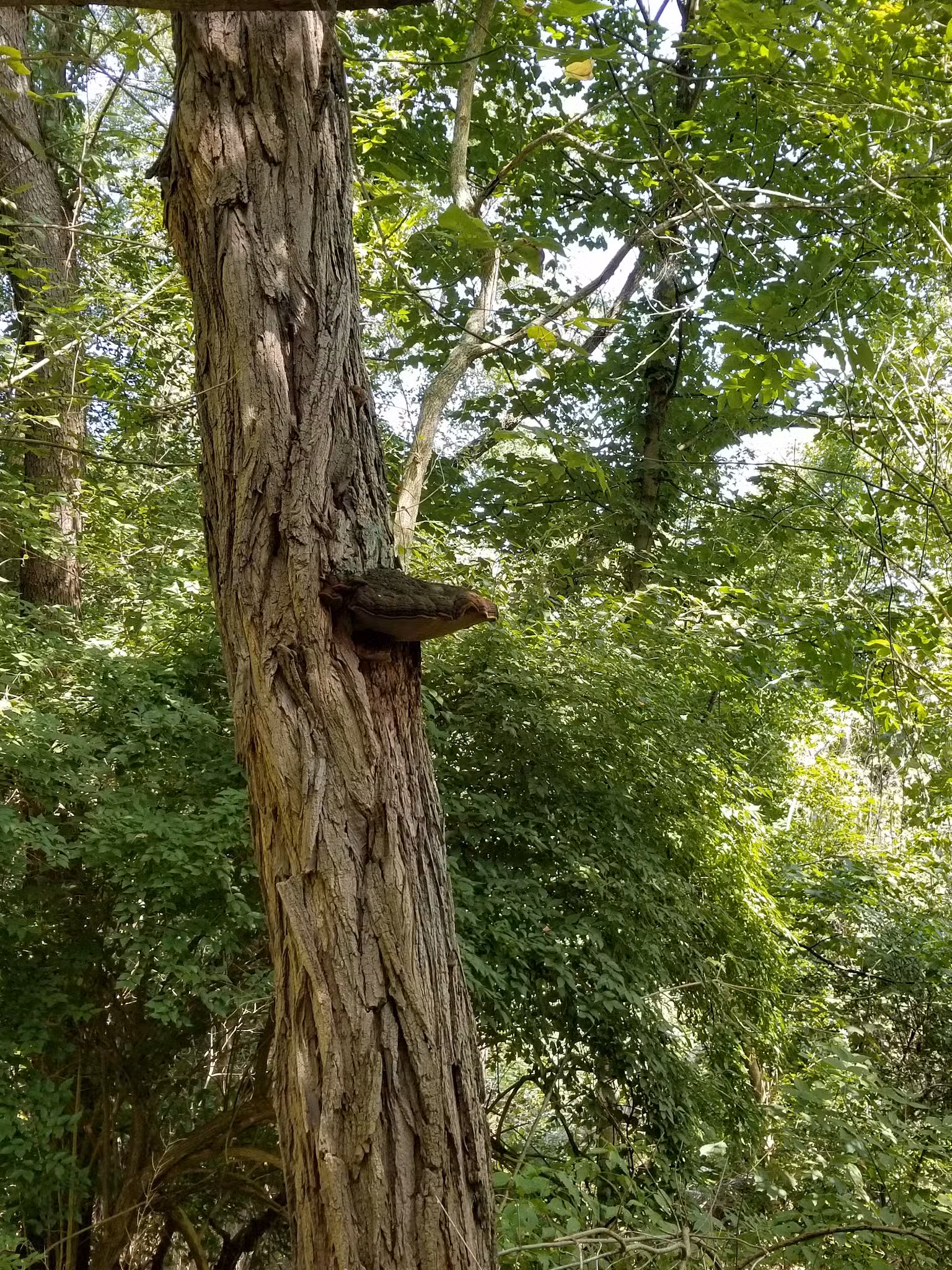 Kane Woods Nature Area - Scrubgrass Run Trailhead - Carnegie, PA