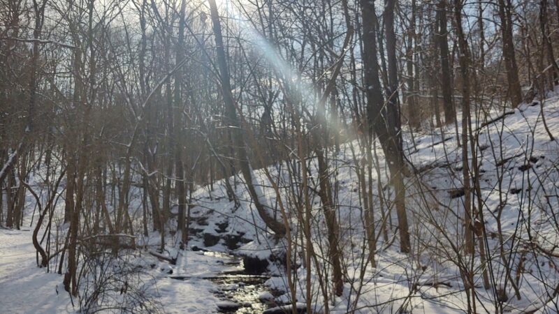 Kane Woods Nature Area - Scrubgrass Run Trailhead - Carnegie, PA