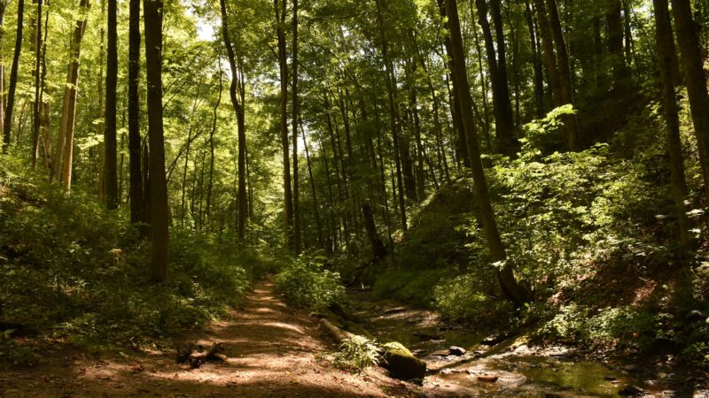Waterfall Trail, Settlers Cabin Park - Carnegie, PA