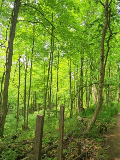 Waterfall Trail, Settlers Cabin Park - Carnegie, PA