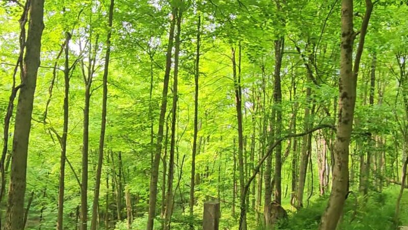 Waterfall Trail, Settlers Cabin Park - Carnegie, PA
