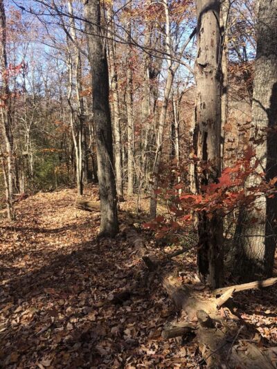 Bruce Gap (Cove Creek) Trailhead of the Cumberland Trail - Caryville, TN