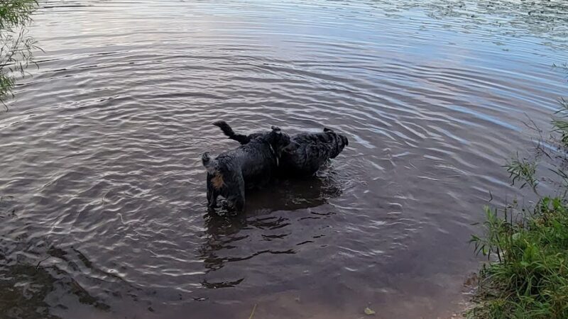 Dog Training Area - Cascade, WI