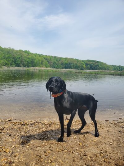 Dog Training Area - Cascade, WI