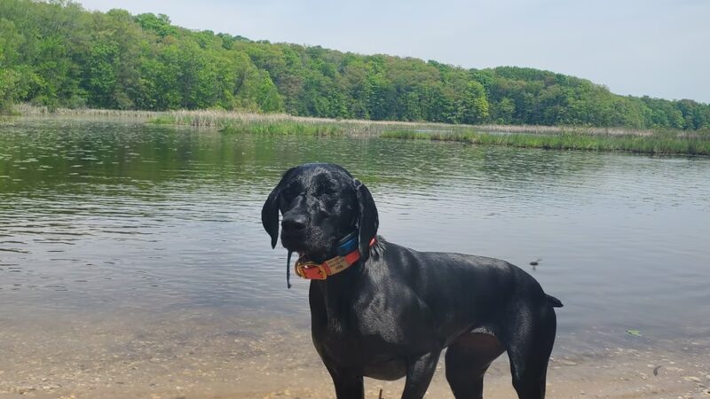 Dog Training Area - Cascade, WI