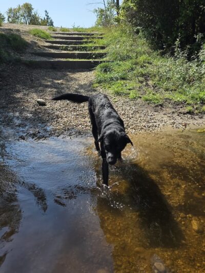 Dog Training Area - Cascade, WI