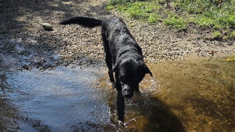 Dog Training Area - Cascade, WI