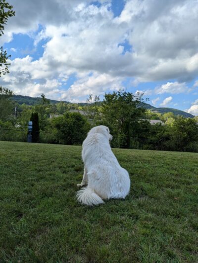 Cashiers Dog Park - Cashiers, NC