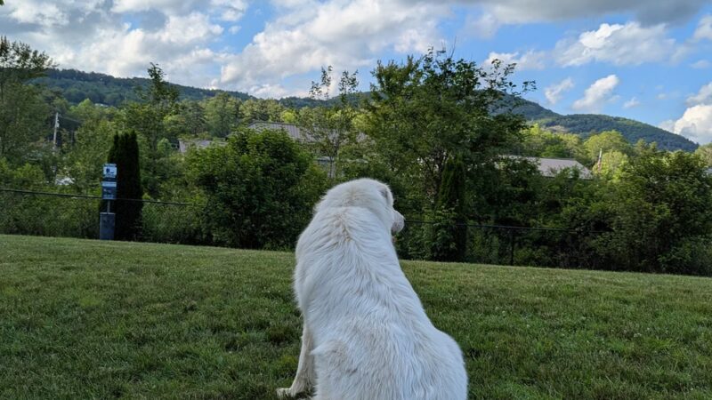 Cashiers Dog Park - Cashiers, NC