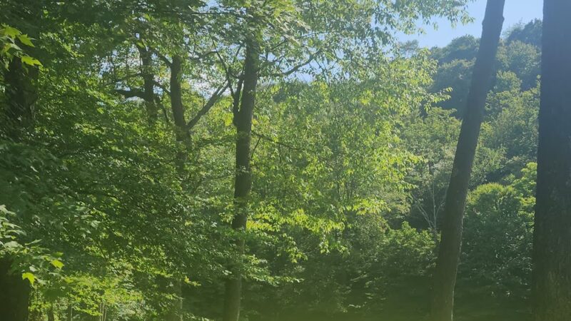 Derby Park - Cassandra, PA