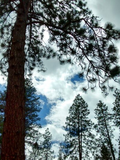 Hat Creek Park - Cassel, CA