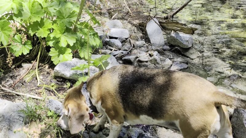 Dog Trailhead - Castella, CA