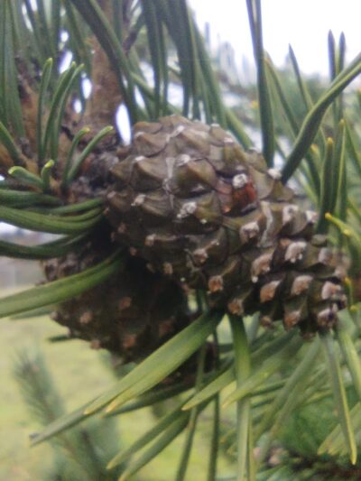 City of Castle Rock Dog Park - Castle Rock, WA