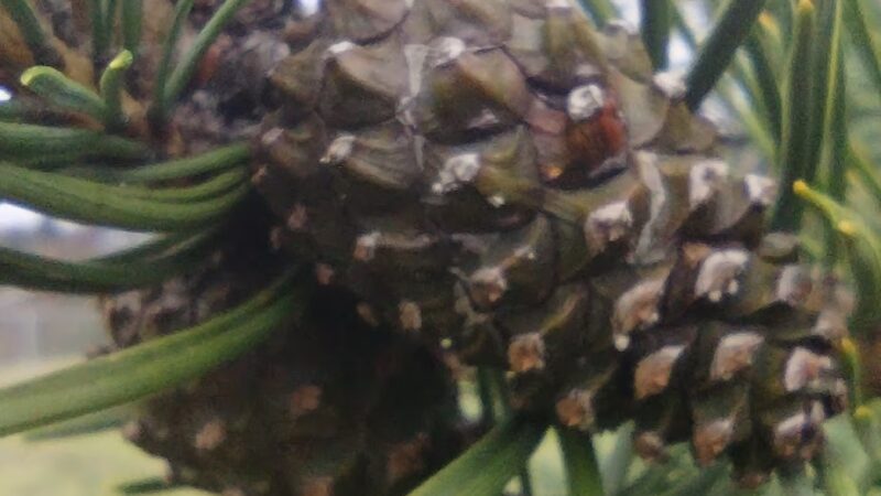 City of Castle Rock Dog Park - Castle Rock, WA