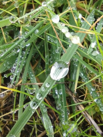 City of Castle Rock Dog Park - Castle Rock, WA