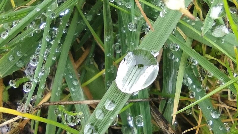 City of Castle Rock Dog Park - Castle Rock, WA