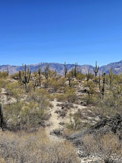 Honeybee Canyon Loop - Catalina, AZ