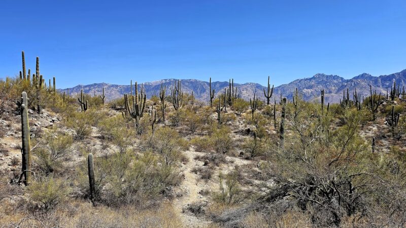 Honeybee Canyon Loop - Catalina, AZ