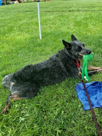 Over Rover Training Center - Cato, NY