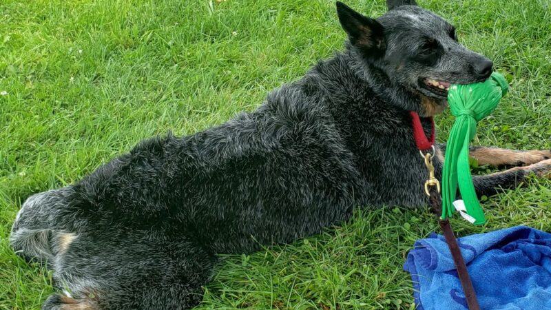 Over Rover Training Center - Cato, NY