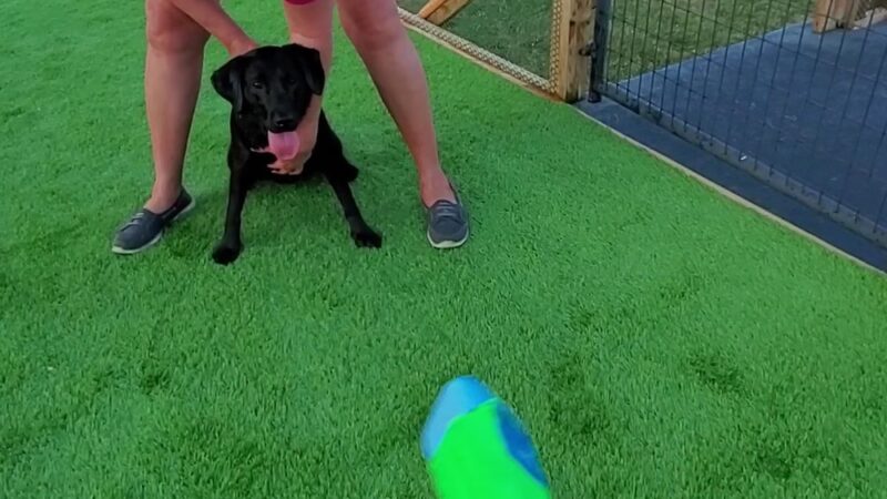 Over Rover Training Center - Cato, NY