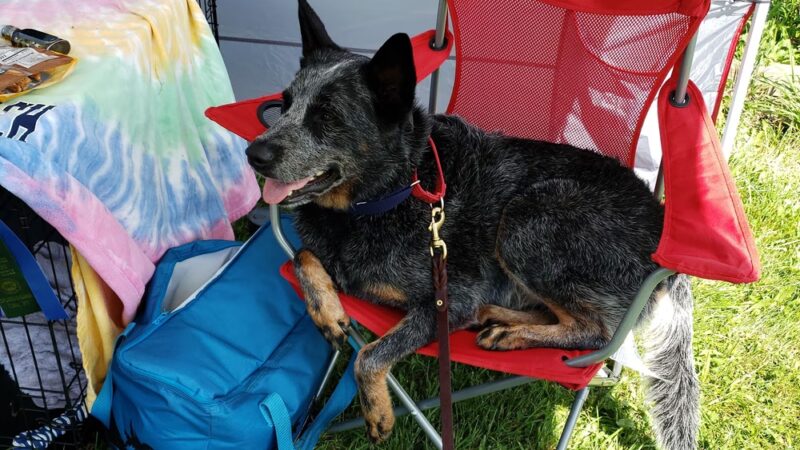 Over Rover Training Center - Cato, NY