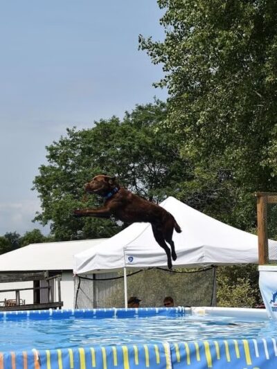 Over Rover Training Center - Cato, NY