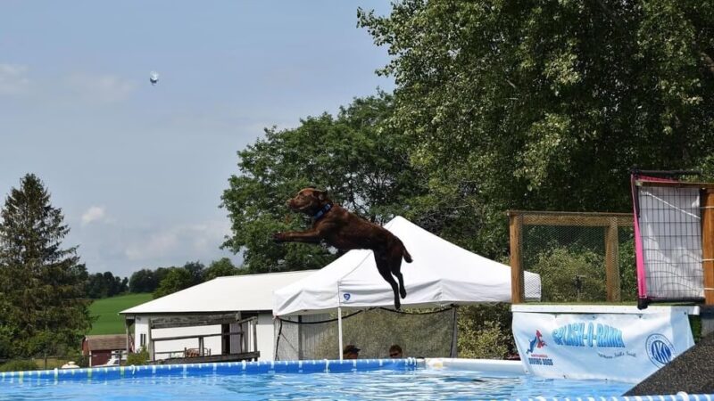 Over Rover Training Center - Cato, NY