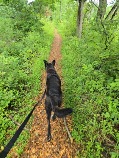 Cazenovia Preservation Foundation Willow Patch Trail - Cazenovia, NY