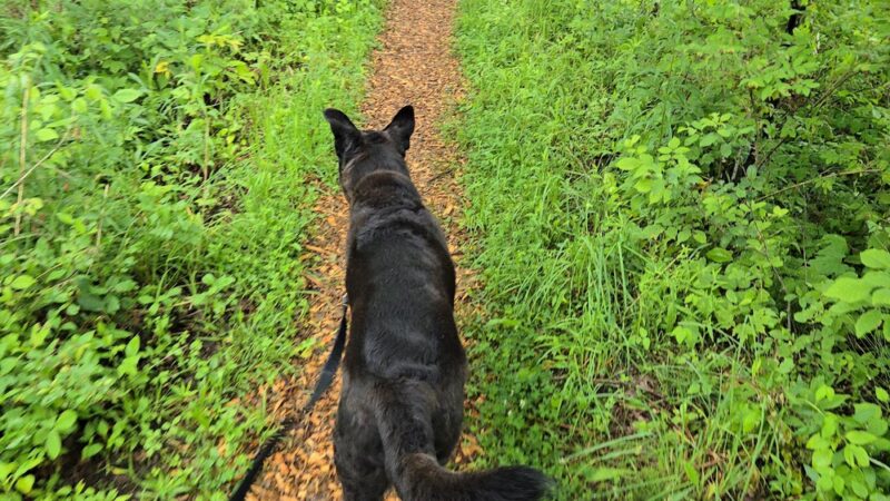 Cazenovia Preservation Foundation Willow Patch Trail - Cazenovia, NY