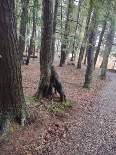 Nelson Swamp Unique Area - Cazenovia, NY