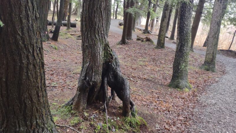 Nelson Swamp Unique Area - Cazenovia, NY