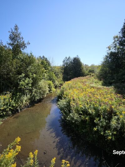 Nelson Swamp Unique Area - Cazenovia, NY