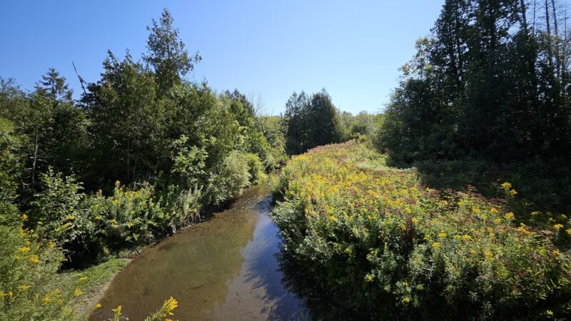 Nelson Swamp Unique Area - Cazenovia, NY