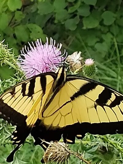 Cedar Bluff Overlook Park - Cedar Bluff, VA