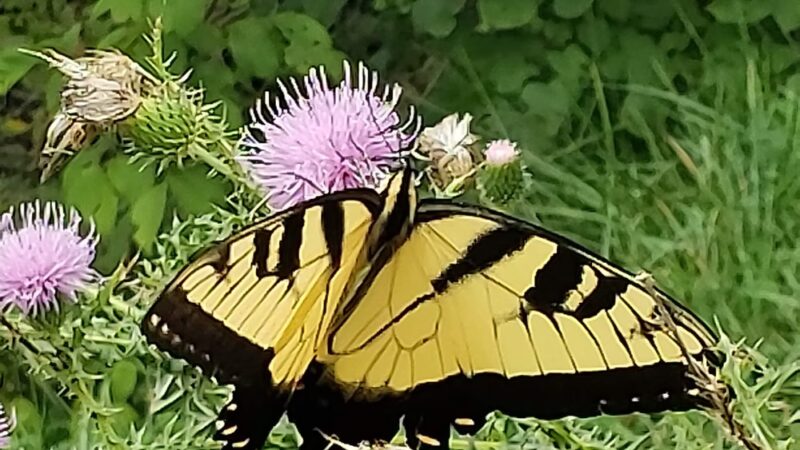 Cedar Bluff Overlook Park - Cedar Bluff, VA