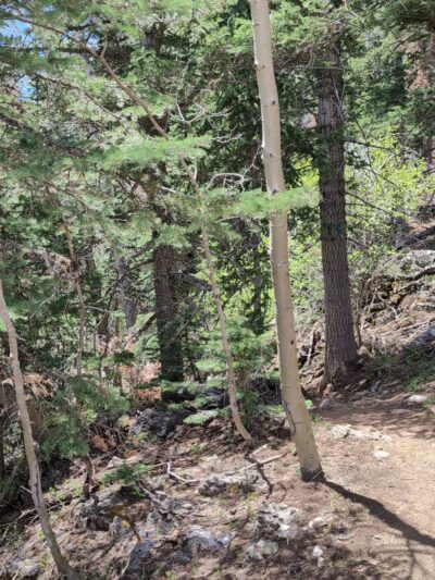 10k Trailhead - Cedar Crest, NM