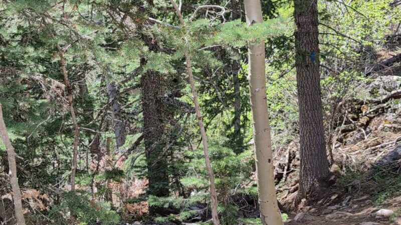 10k Trailhead - Cedar Crest, NM