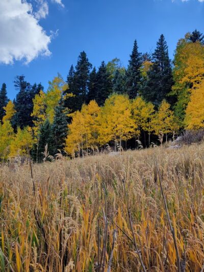 10k Trailhead - Cedar Crest, NM