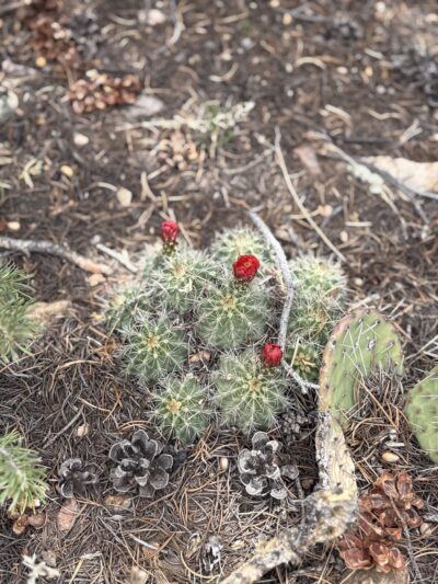 Carlito Springs Trail - Cedar Crest, NM
