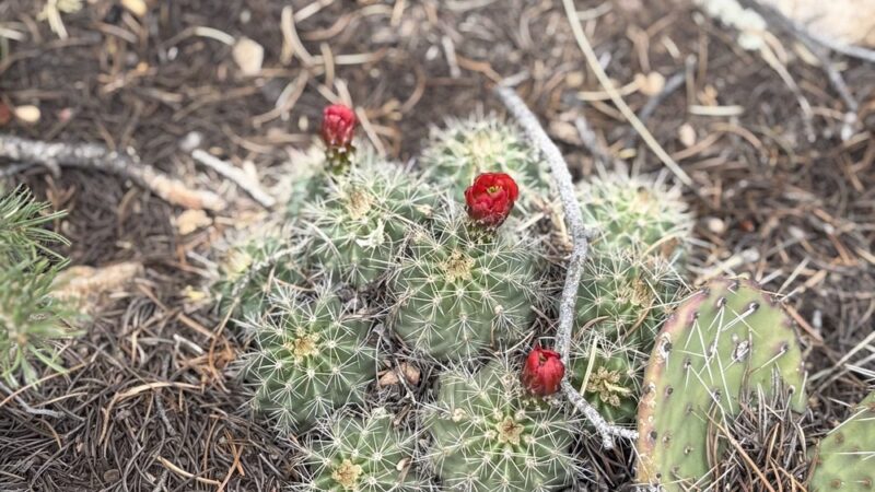 Carlito Springs Trail - Cedar Crest, NM