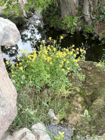 Carlito Springs Trail - Cedar Crest, NM