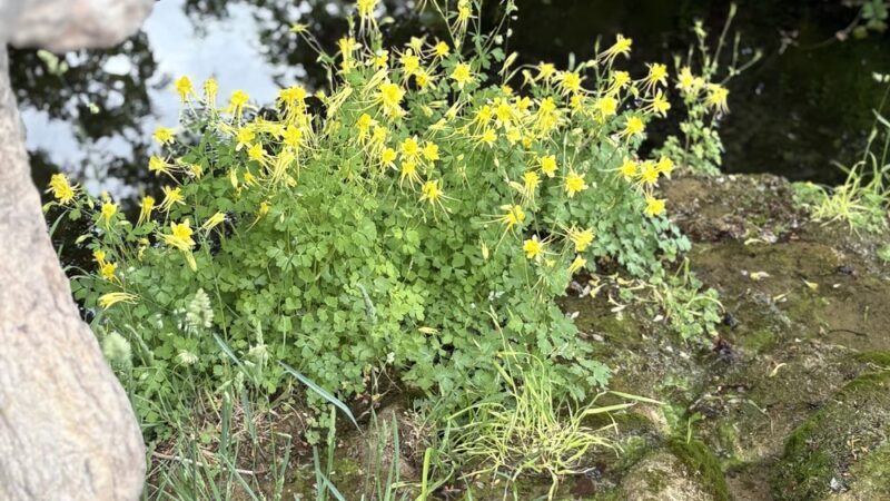 Carlito Springs Trail - Cedar Crest, NM